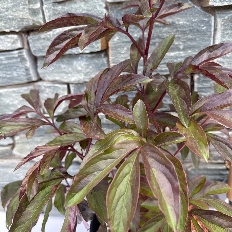 PAEONIA Duchess de Nemours