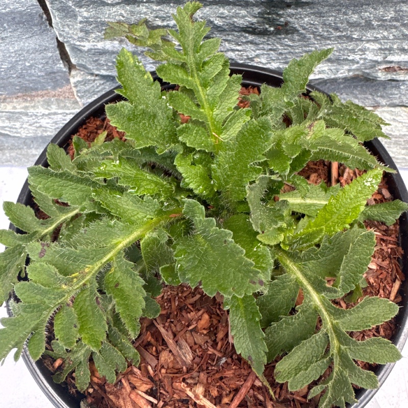 PAPAVER Harvest Moon