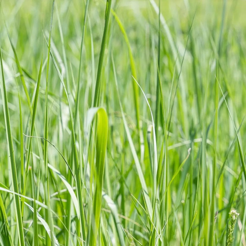 Phalaris Arundinacea Aquatic Pond Plant - Reed Canary Grass