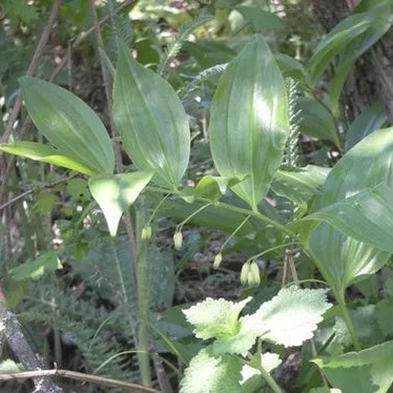 POLYGONATUM comm. giganteum