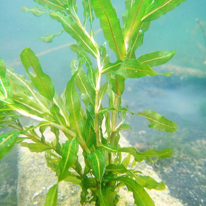 Potamogeton Crispus Aquatic Pond Plant - Curly Pondweed