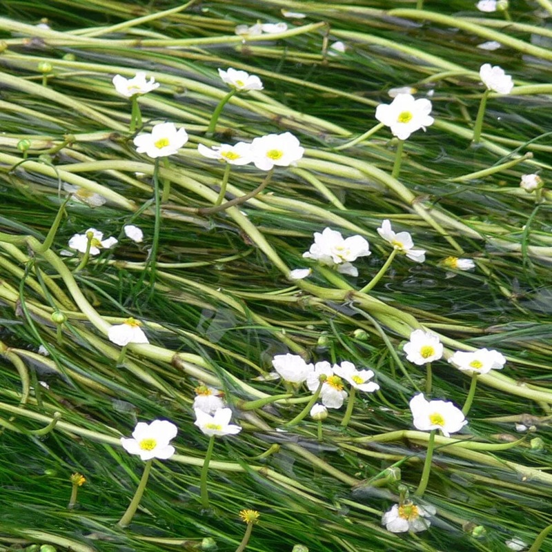 Ranunculus Aquatilis Aquatic Pond Plant - Water Crowfoot
