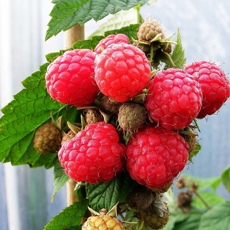 Raspberry Glen Doll (Rubus idaeus) Fruit Bush 3ltr Pot