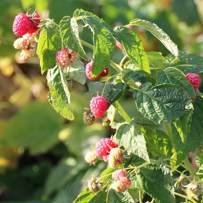 Raspberry Little Sweet Sister (Rubus idaeus) Fruit Bush 3ltr Pot