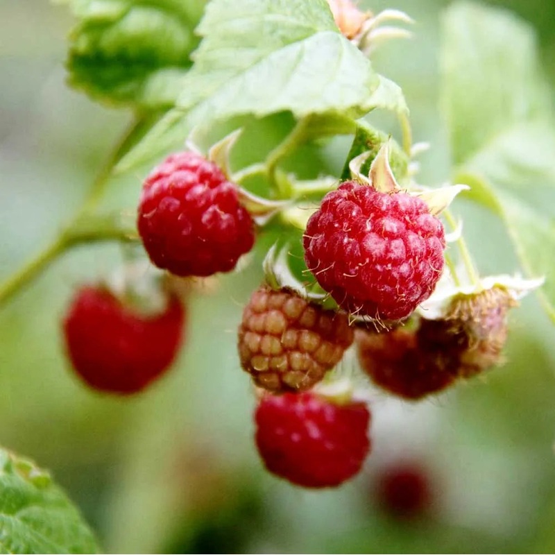 Raspberry Malling Leo (Rubus idaeus) Fruit Bush 3ltr Pot