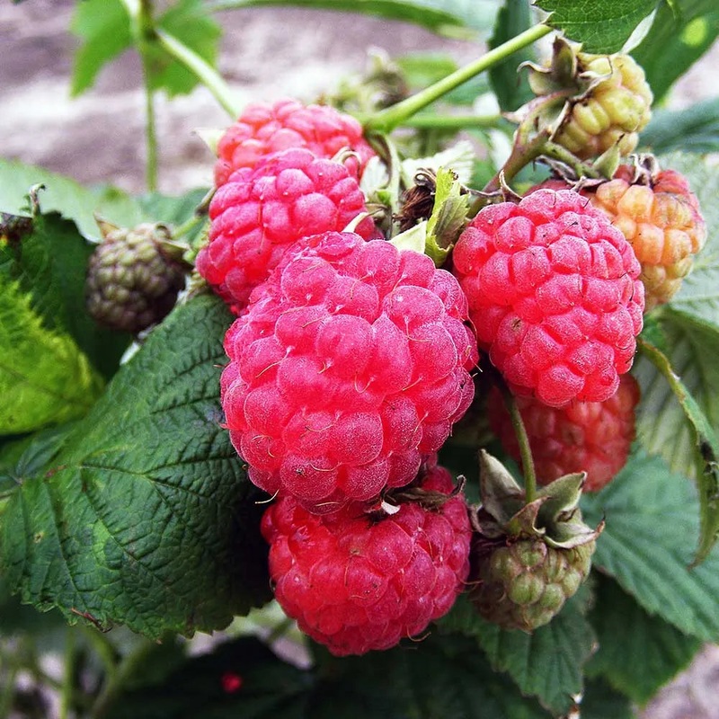 Raspberry Octavia (Rubus idaeus) Fruit Bush 3ltr Pot