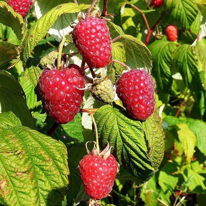 Raspberry Polka (Rubus idaeus) Fruit Bush 3ltr Pot