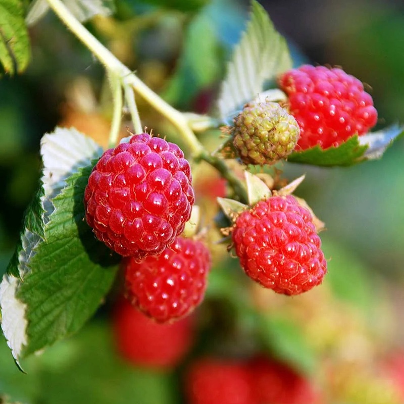 Raspberry Zeva (Rubus idaeus) Fruit Bush 3ltr Pot