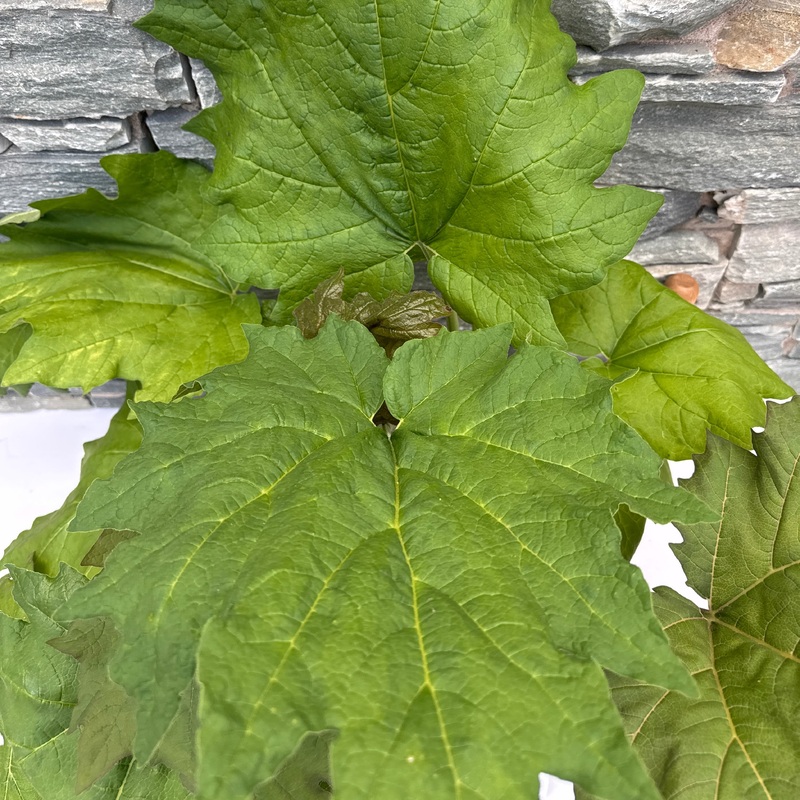 RHEUM palmatum tanguticum