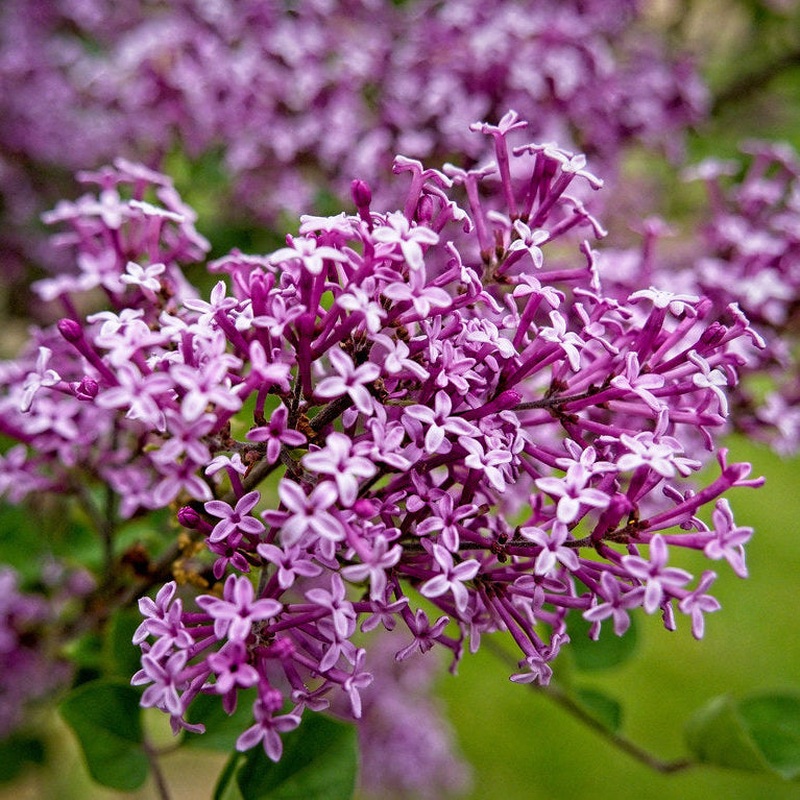Syringa Bloomerang Dark Purple