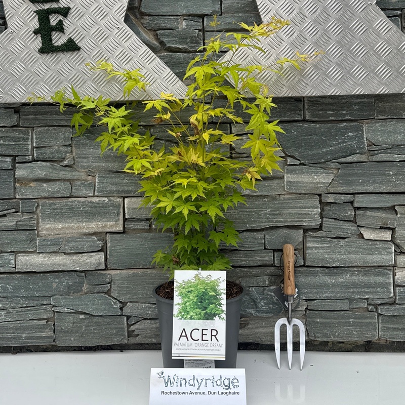Acer palm. Orange Dream  C6.5