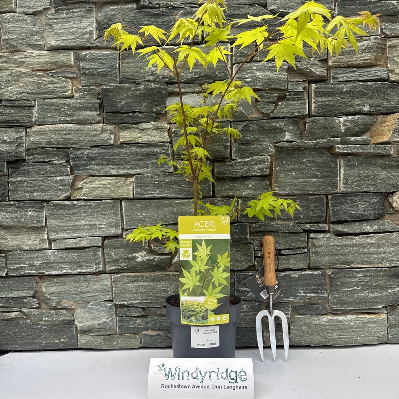 Acer palm. Summer Gold