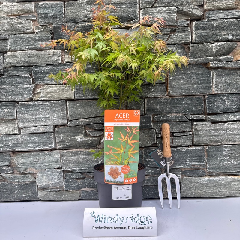 Acer palm. Wilsons Pink Dwarf
