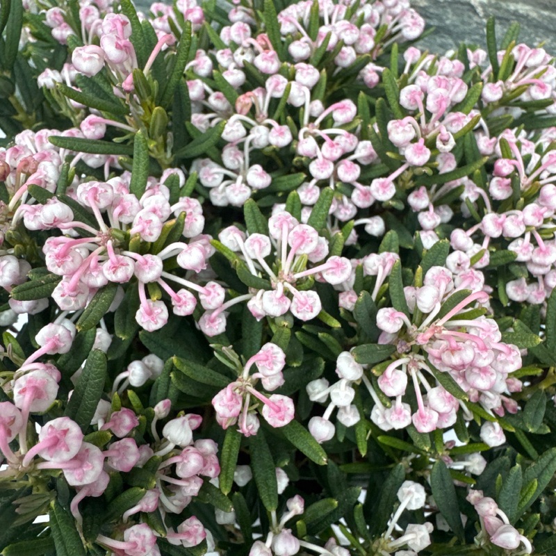 Andromeda polifolia Compacta