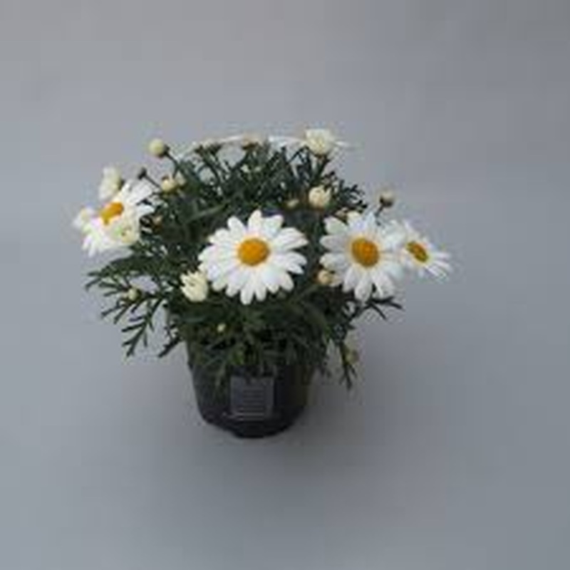 Argyranthemum La Rita Comp White