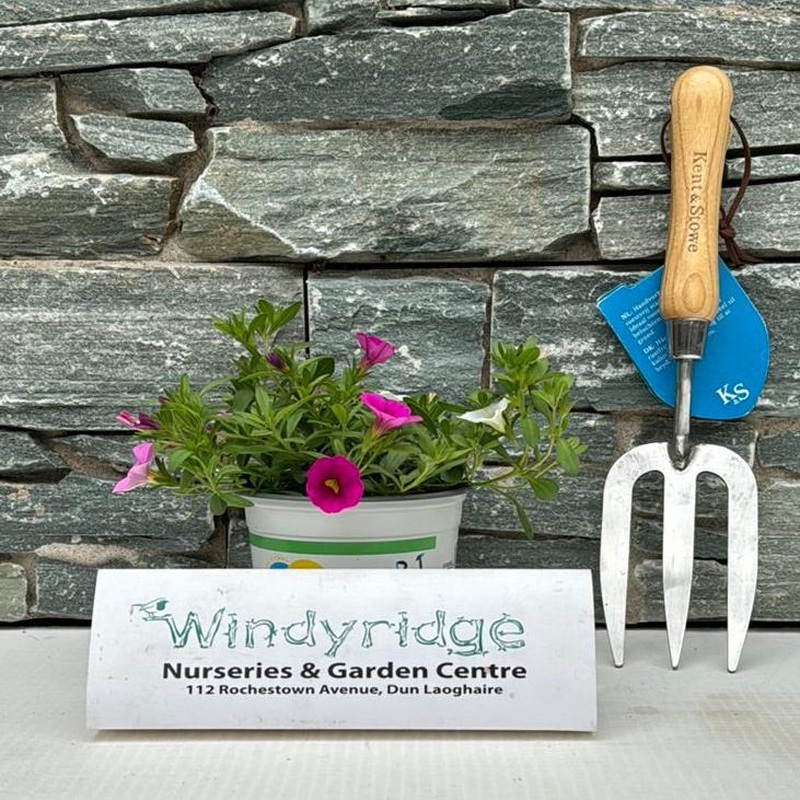 Calibrachoa Trixie Bolero  P12