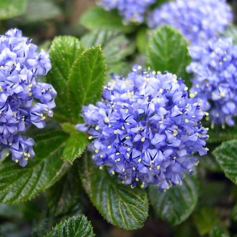 CEANOTHUS thyr.  Repens