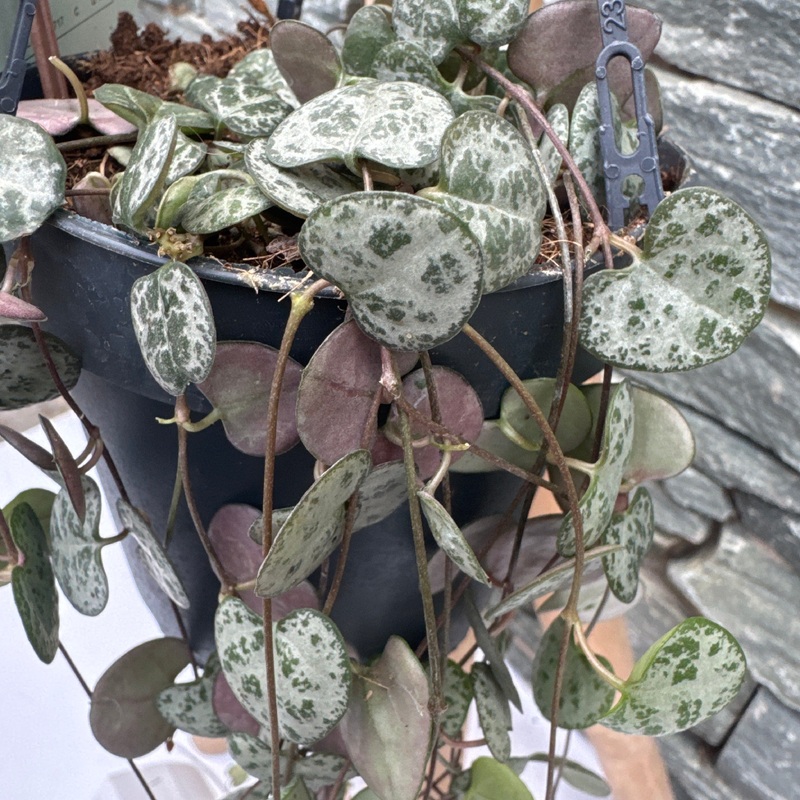 Ceropegia woodii in hanging pot