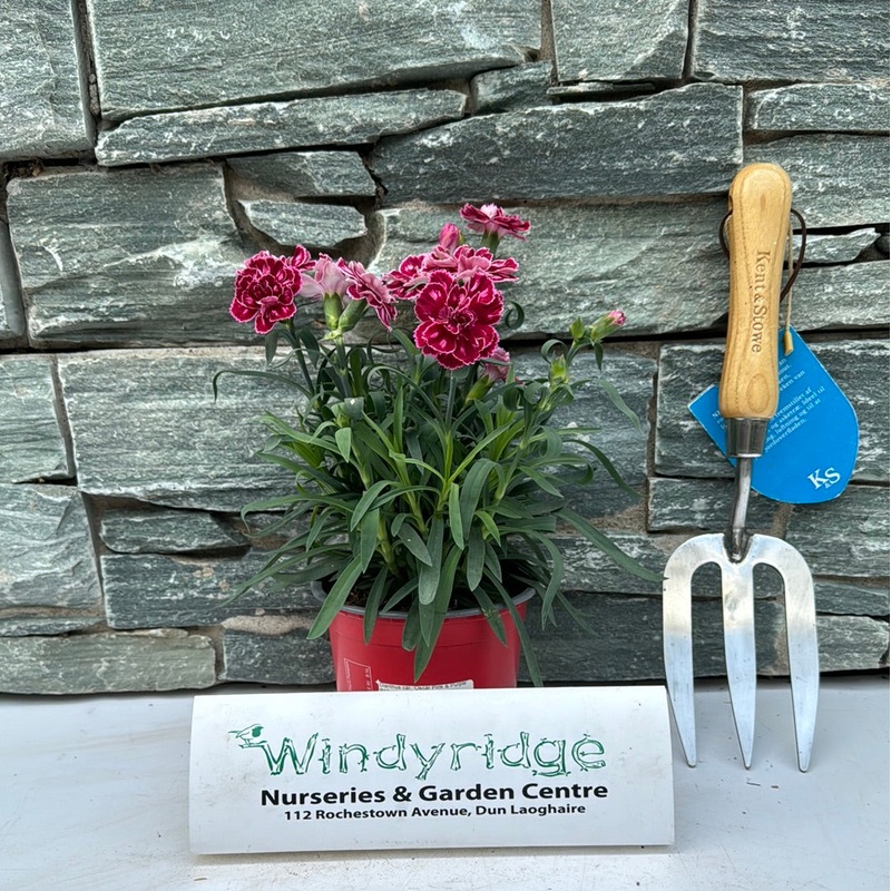 Dianthus car. Oscar Pink & Purple  P12