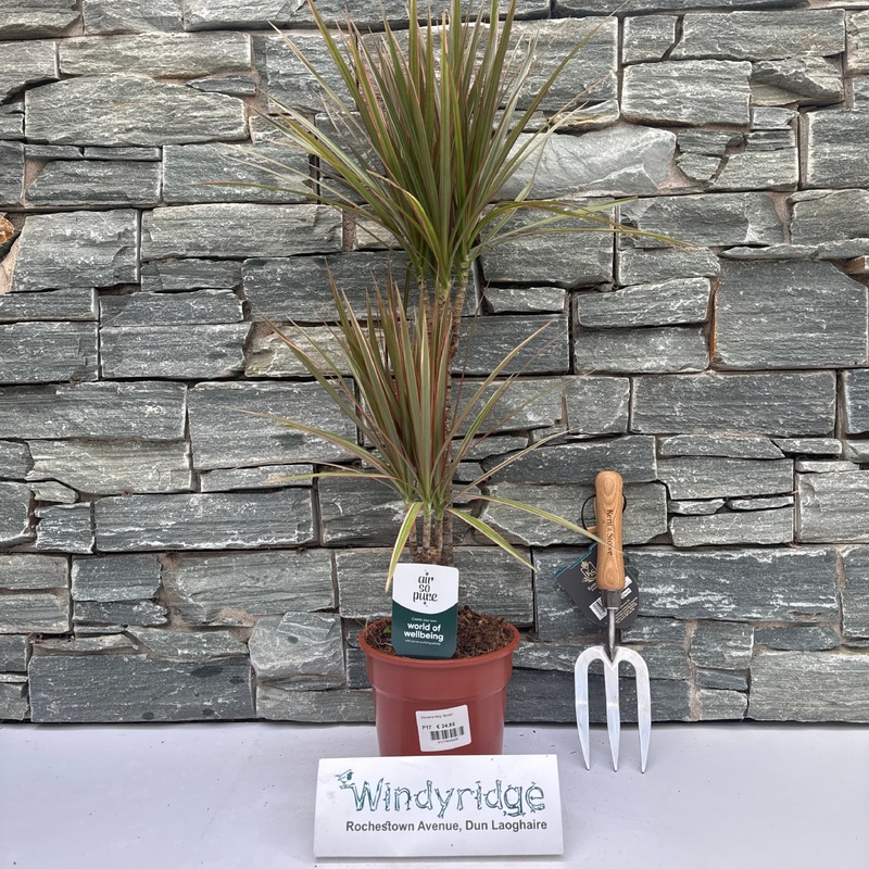 Dracaena marg. Bicolor 30-10 Air so Pure