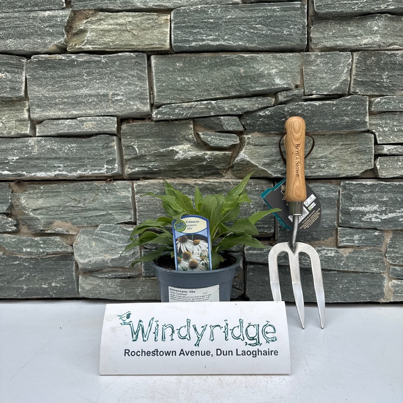 Echinacea purp. Alba  P13