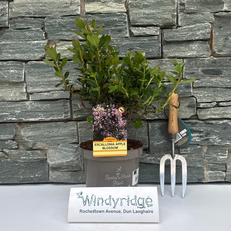 ESCALLONIA APPLE BLOSSOM