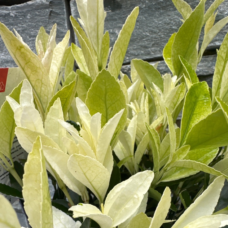 Euonymus japonicus Extravaganza