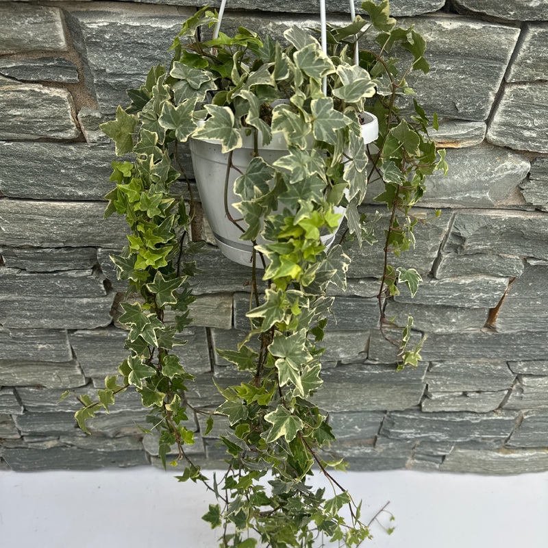 Hedera hel. Eva  P17 hang potlong trails