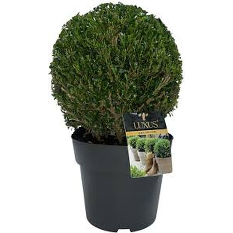Ilex cr.Luxus globe 35-40cm Ball D10