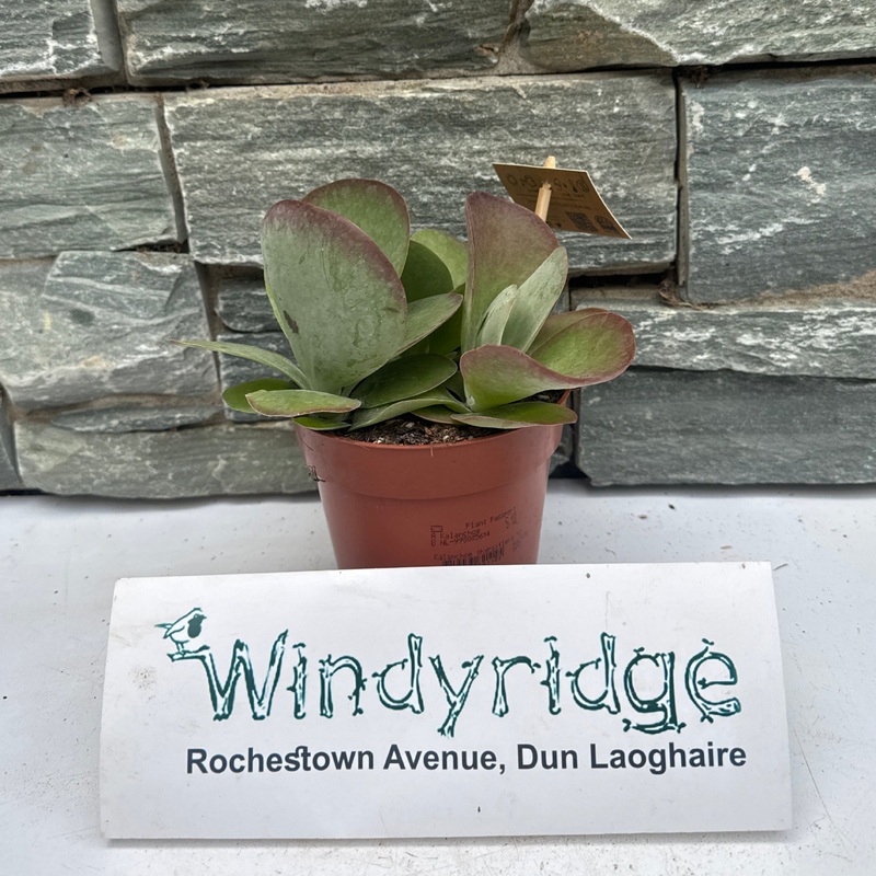 Kalanchoe NF thyrsiflora .