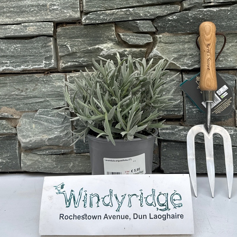 Lavandula angustifolia (IT)  P14