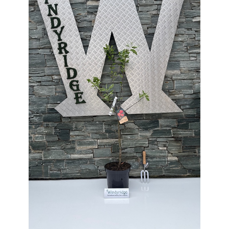 Malus d. Coxs Orange Pippin