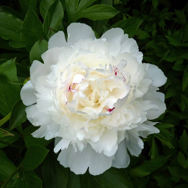 PAEONIA Festiva Maxima