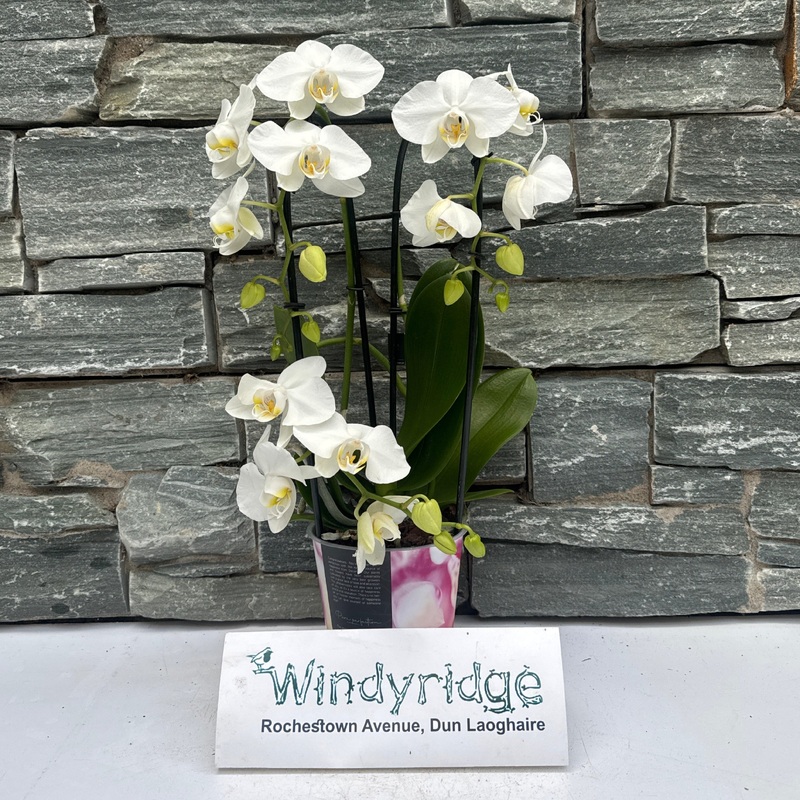 Phalaenopsis white Twirl