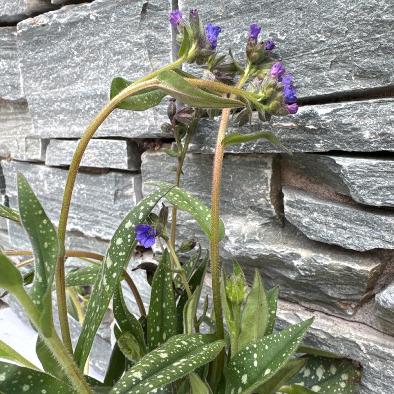 Pulmonaria Miss Elly