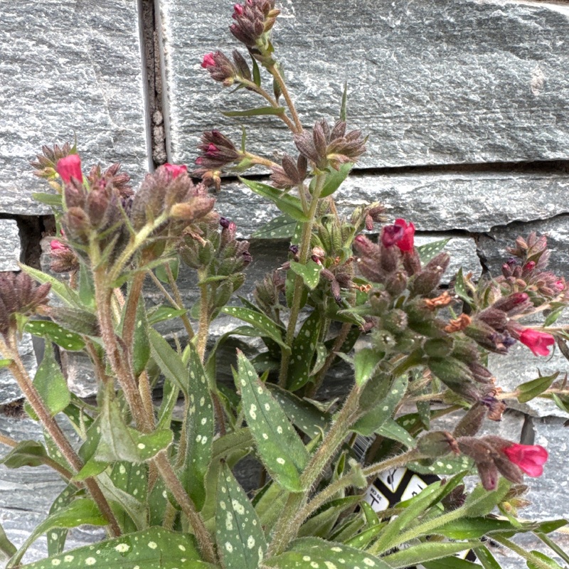Pulmonaria Twinkle Toes  2 Ltr pot