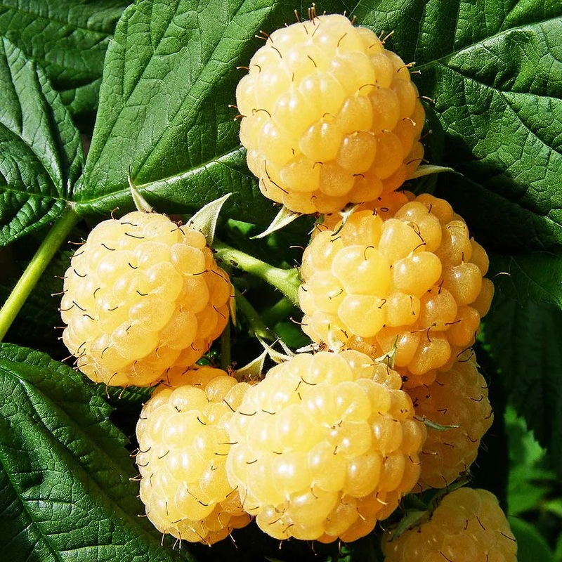 Raspberry All Gold (Rubus idaeus) Fruit Bush 3ltr Pot