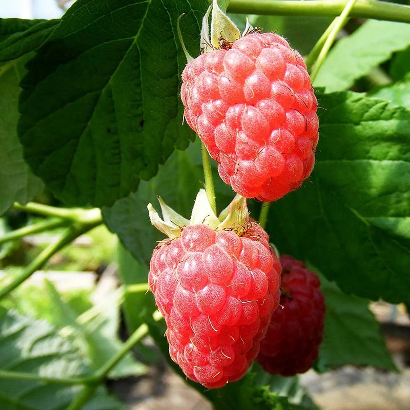 Raspberry Malling Admiral (Rubus idaeus) Fruit Bush 3ltr Pot