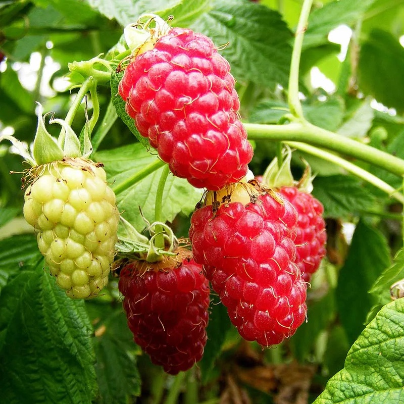 Raspberry Tulameen (Rubus idaeus) Fruit Bush 3ltr Pot