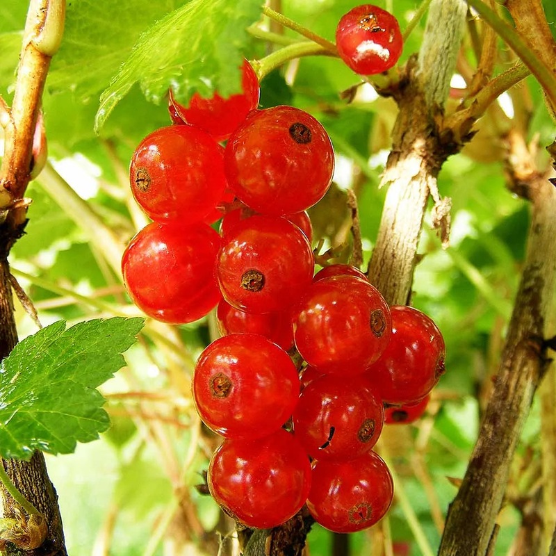 Redcurrant Rosetta (Ribes Rubrum) Fruit Bush 3ltr Pot
