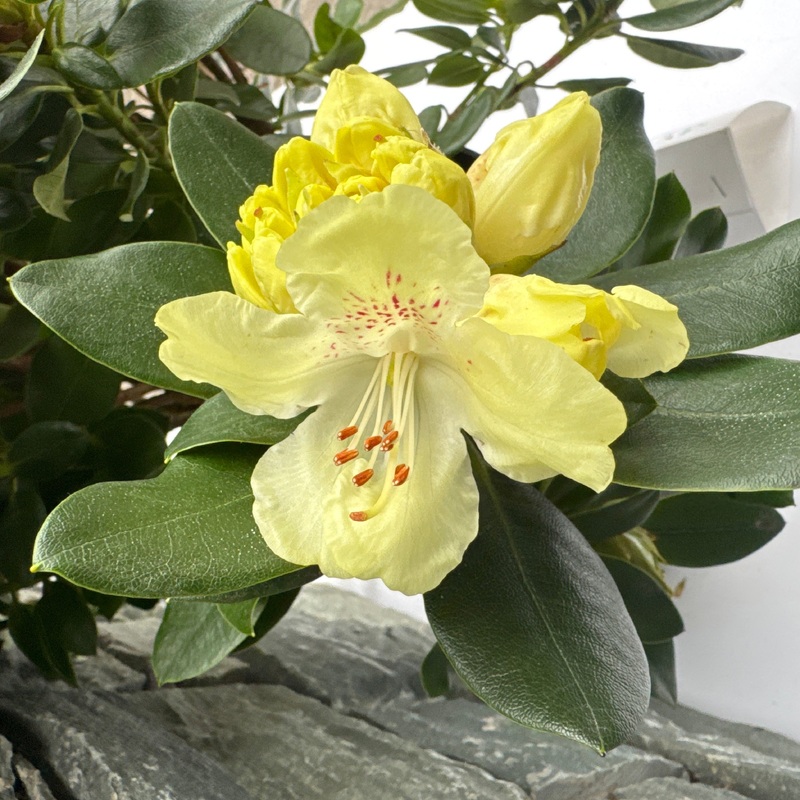 Rhododendron Goldkrone