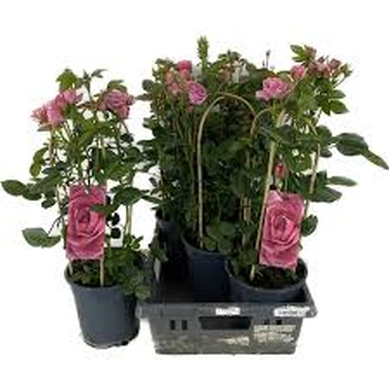 Rosa summerville Splendid