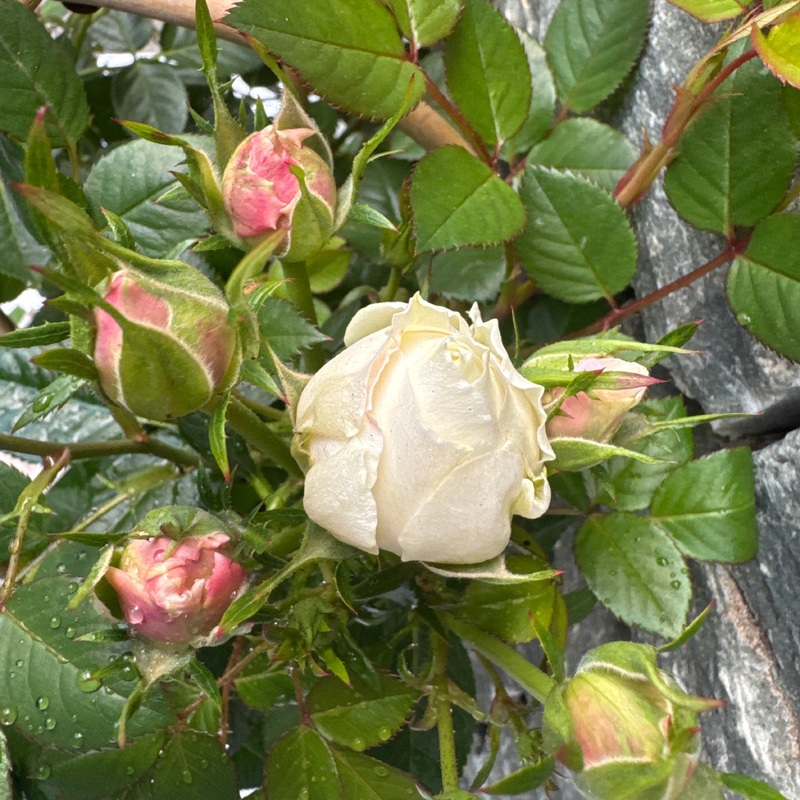Rosa Summerville White