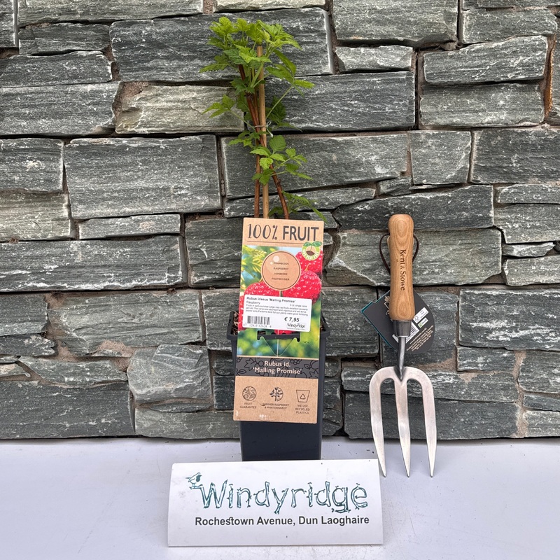 Rubus idaeus Malling Promise single cane