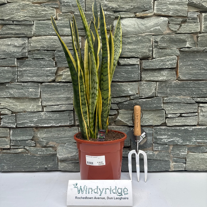 Sansevieria trif. Laurentii  P21