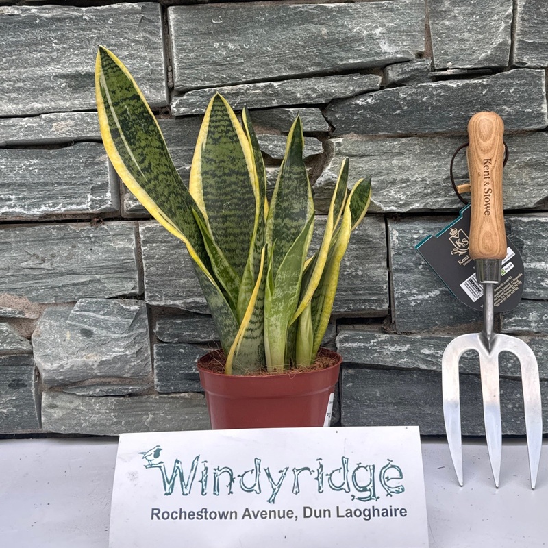 Sansevieria trifa. Futura Superba