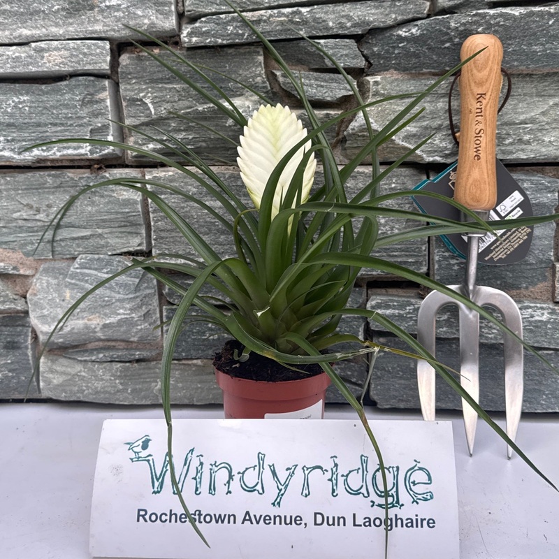 Tillandsia cyanea Biancini White