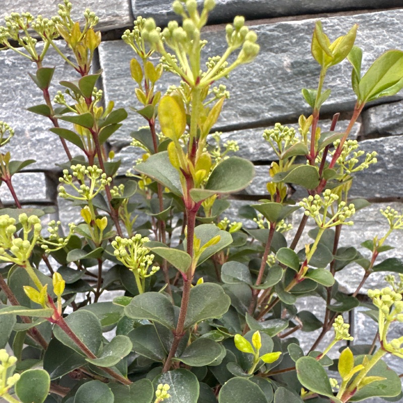 Viburnum Fairy Stars