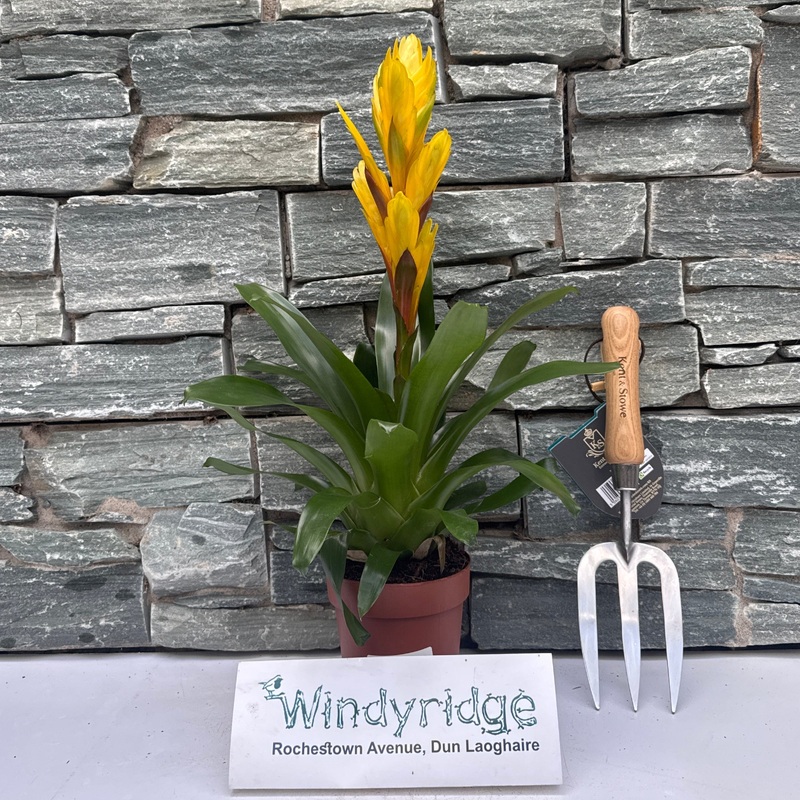 Vriesea Intenso Yellow Mimesis line