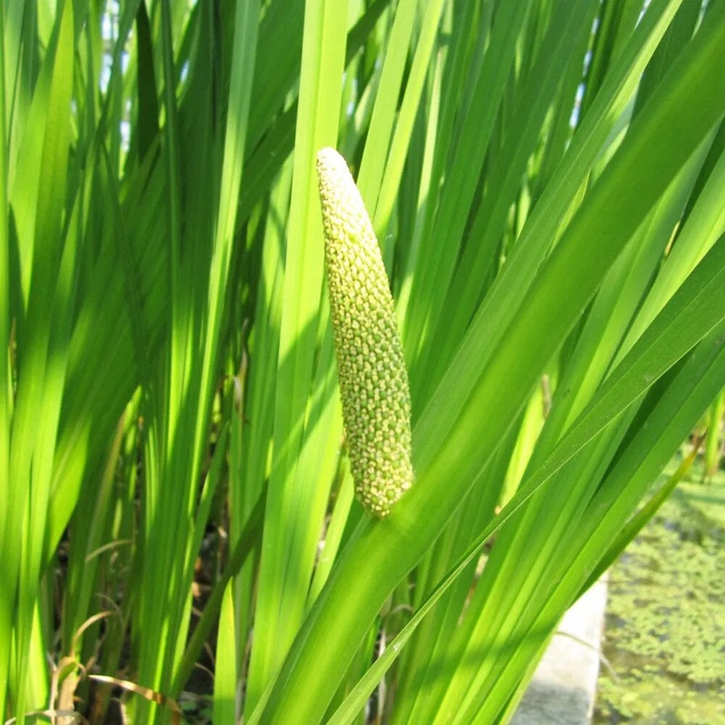 Acorus Calamus Aquatic Pond Plant - Sweet Flag